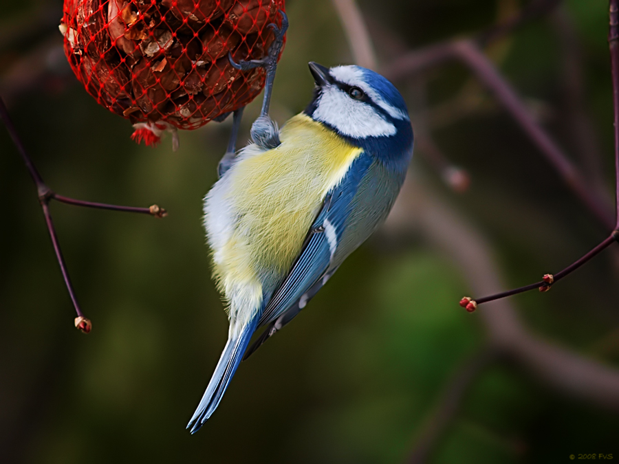 BLUE TIT (9)