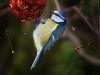 BLUE TIT (9) by Fonzy -