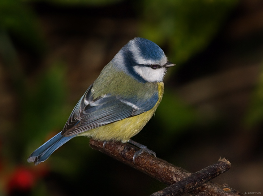 Blue Tit (10)