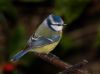 Blue Tit (10) by Fonzy -