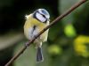 Blue Tit (11) by Fonzy -