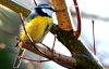 BLUE TIT (4) by Fonzy -