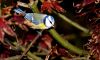 Blue tit by Fonzy -