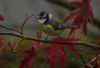 Blue tit (3) by Fonzy -