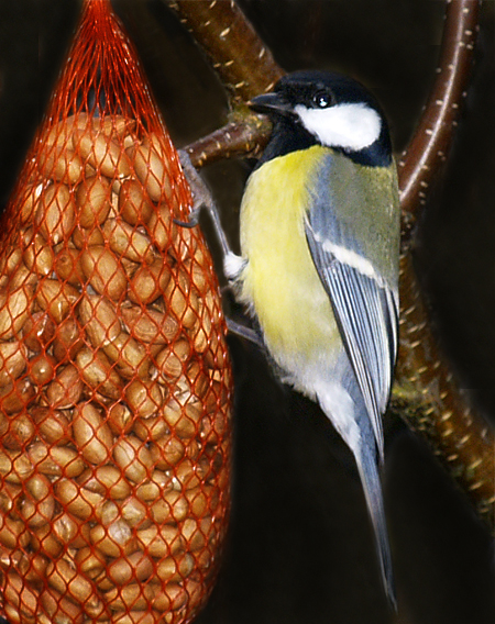 Great tit (2)