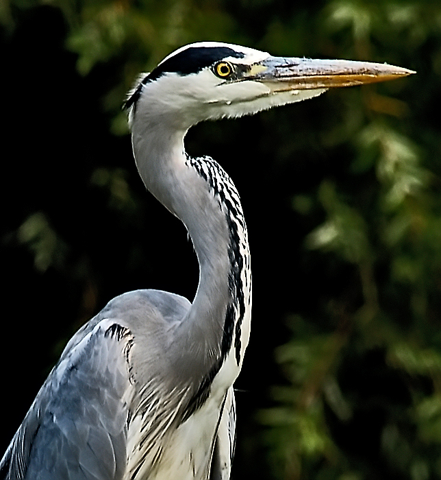 Grey Heron Close-up