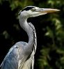 Grey Heron Close-up by Fonzy -