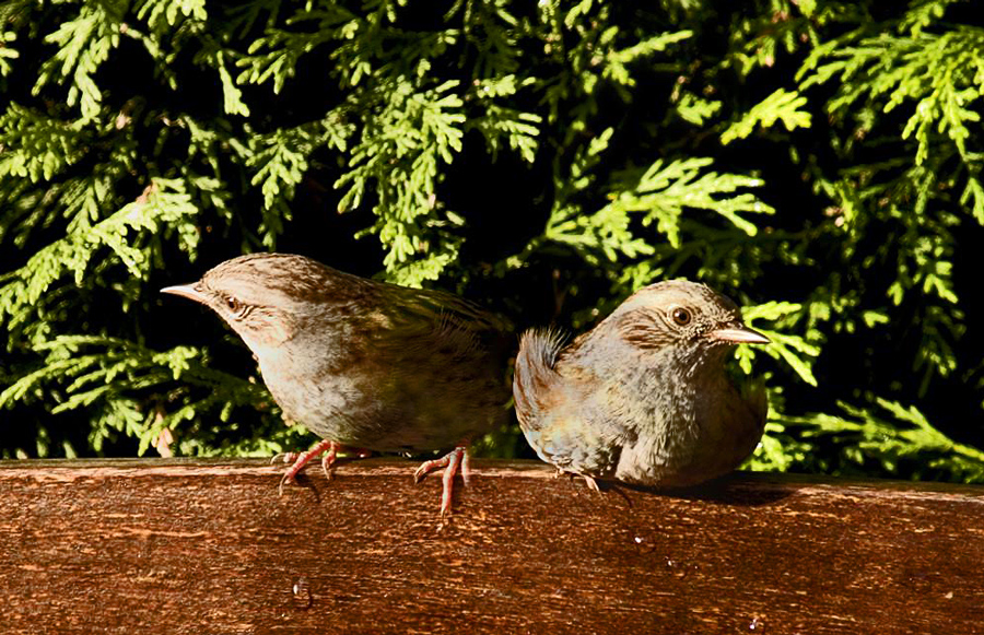 Boomkruiper (Certhia Brachydactyla)