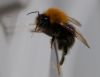 Bumble Bee (2) by Fonzy -