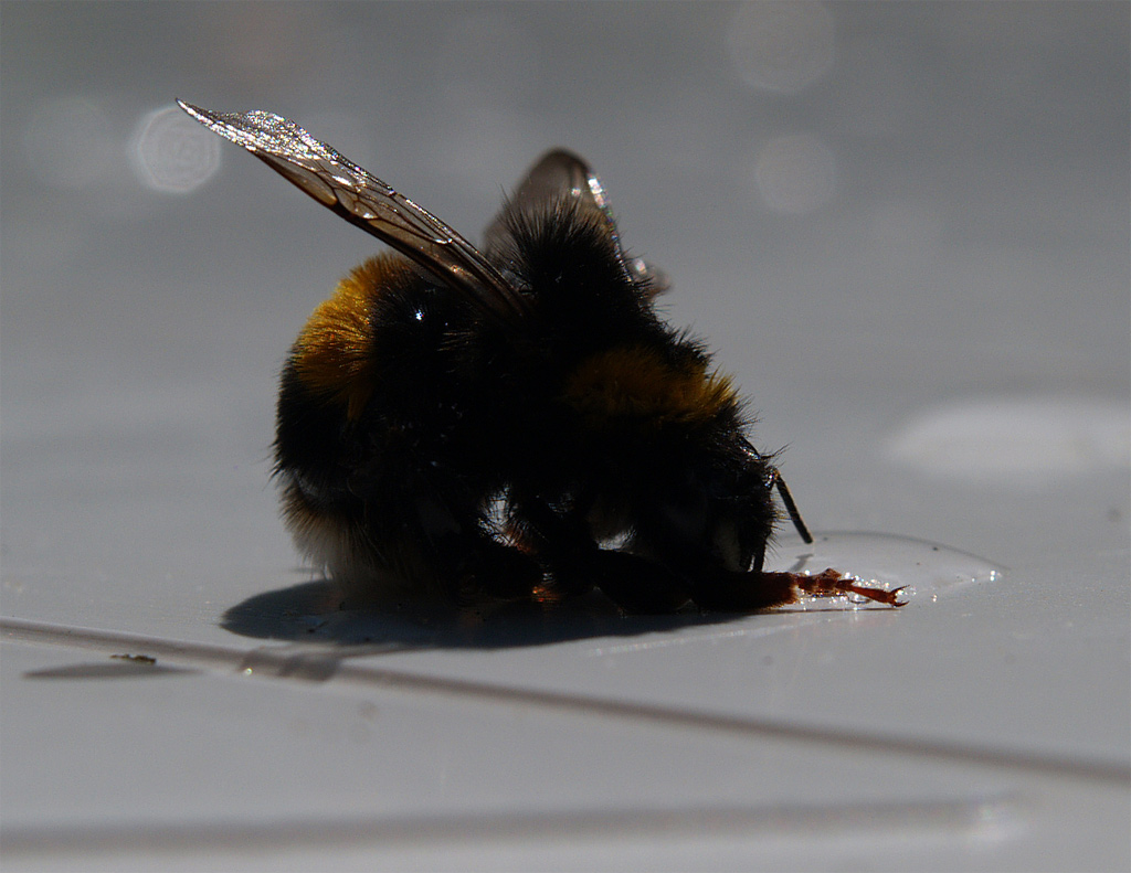 Bumble Bee