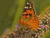 Butterfly (5) by Fonzy -