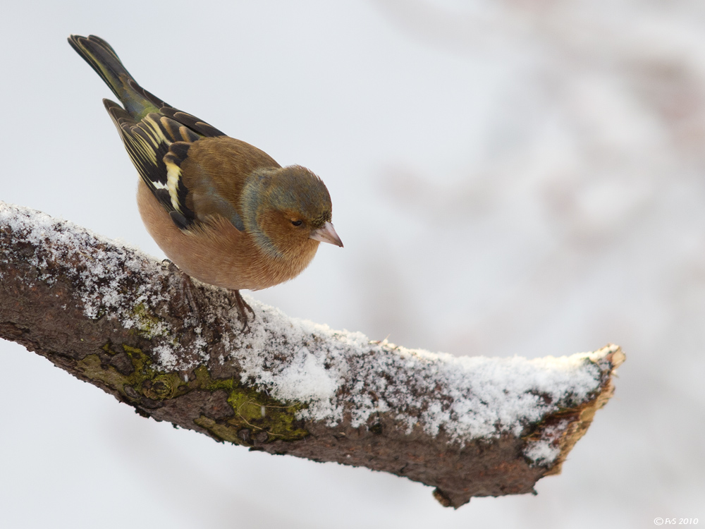 CHAFFINCH (9)