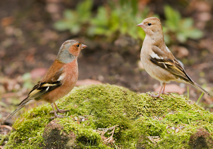 Male and female Chaffinch