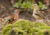 Male and female Chaffinch by Fonzy -