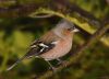 Chaffinch (5) by Fonzy -