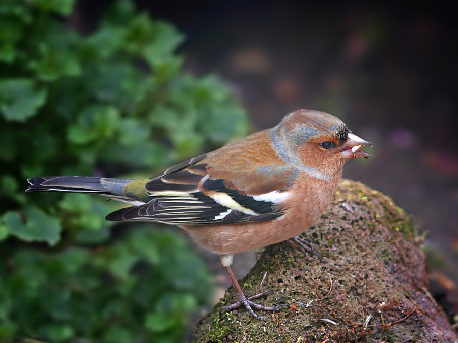 Chaffinch (6)