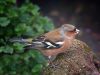 Chaffinch (6) by Fonzy -