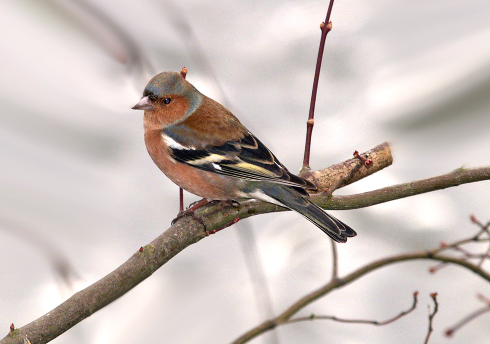 Chaffinch for Adrie