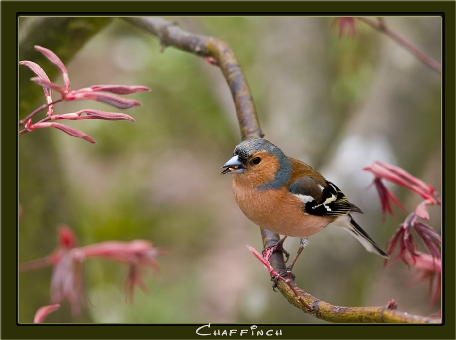 Chaffinch (4)