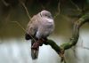 Collared Dove is back again by Fonzy -