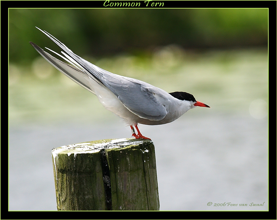 Common Tern