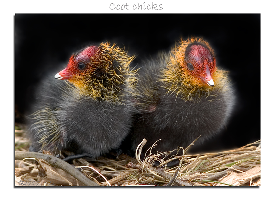 Coot Chicks