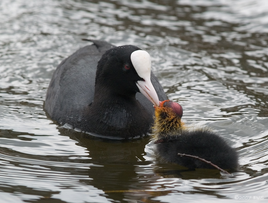 Dad with food