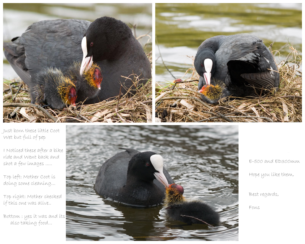 Coot series