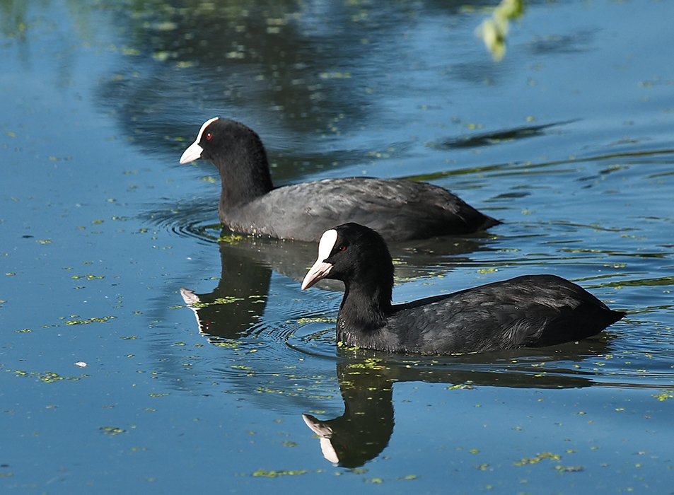 Twin Coot's