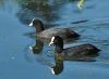 Twin Coot's by Fonzy -