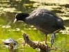 Coot and Turtle by Fonzy -