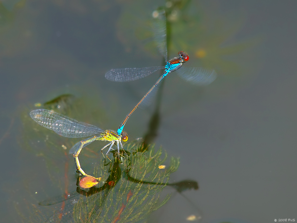 DAMSELFLIES (2)