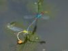 DAMSELFLIES (2) by Fonzy -