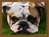 Painted Dog by Fonzy -