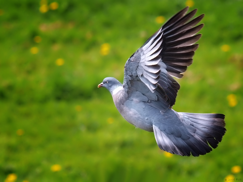 Messenger