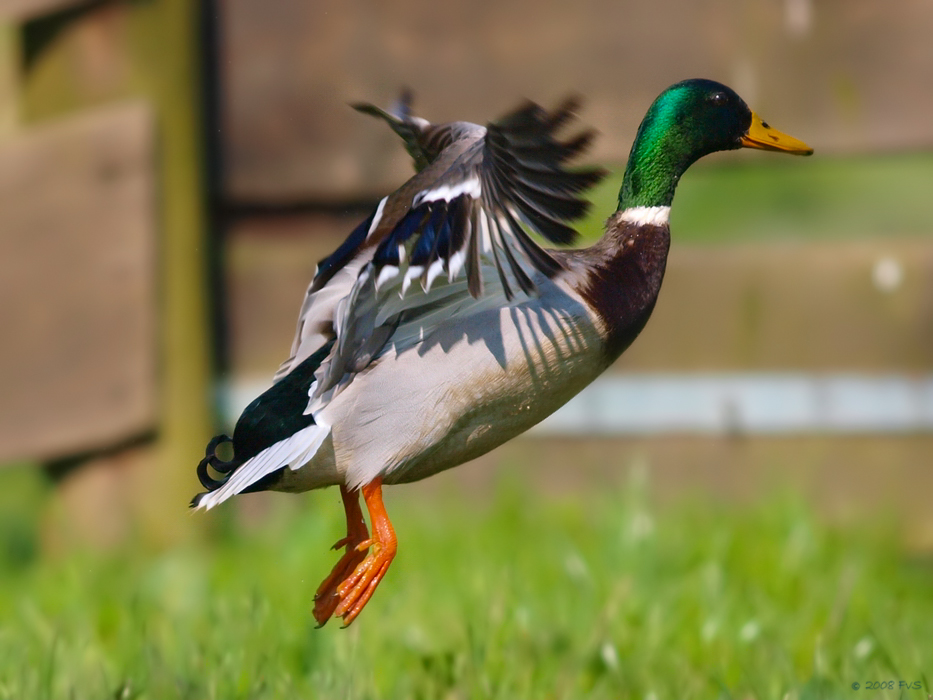 Smiling Duck