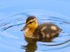 DUCKLING by Fonzy -