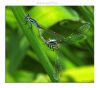 Damselflies by Fonzy -