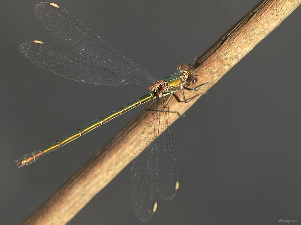 Damselfly on a stick