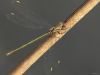 Damselfly on a stick by Fonzy -