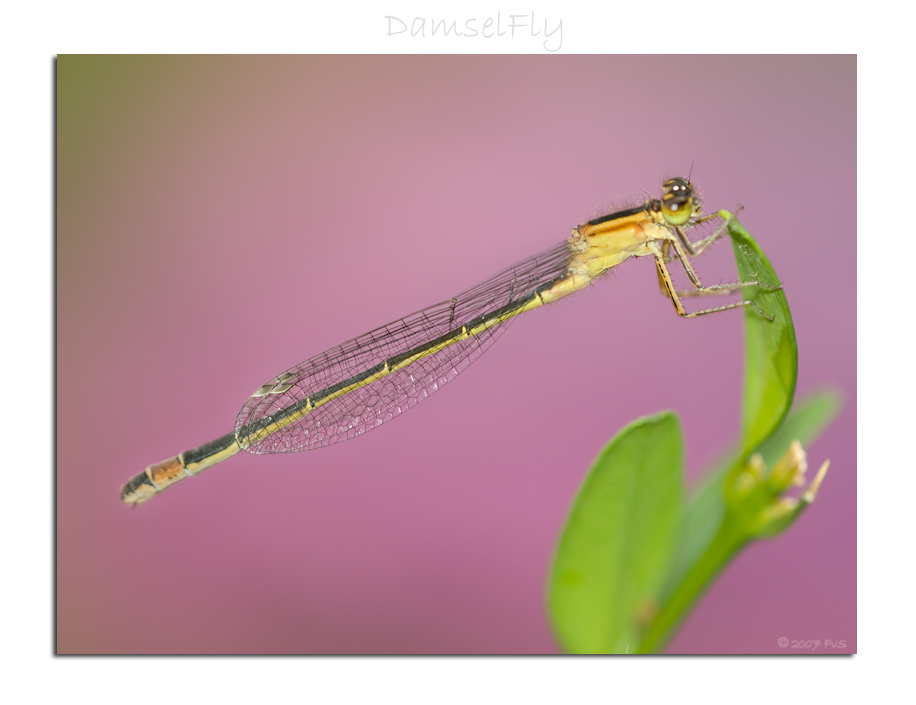 Damselfly (6)