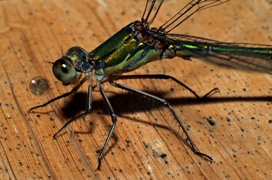 Damselfly in a mirrow