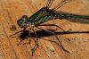Damselfly in a mirrow by Fonzy -