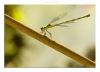 DamselFly (7) by Fonzy -