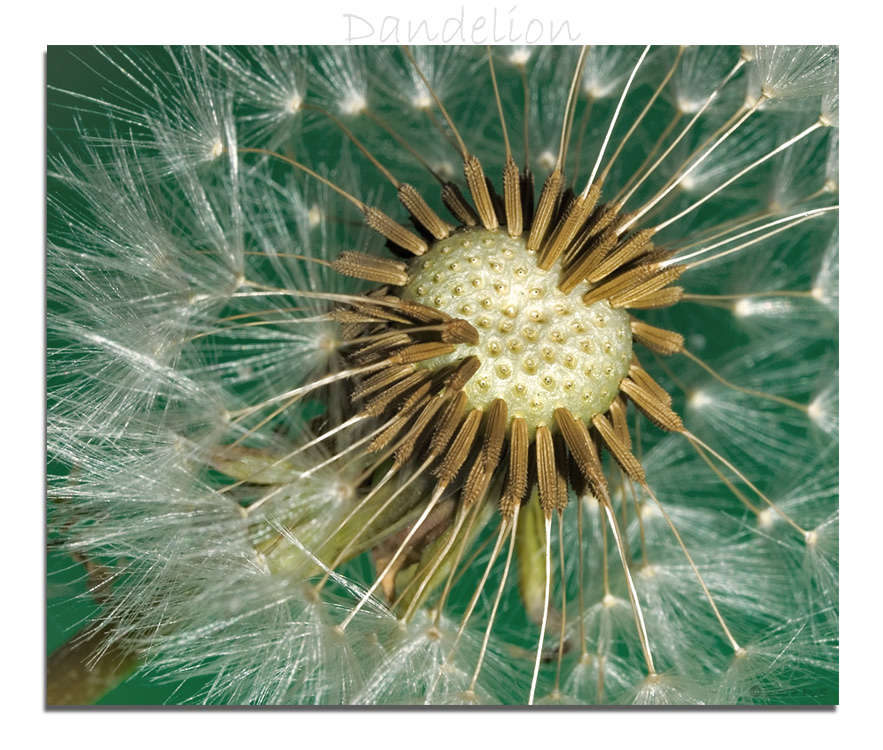 Dandelion close-up