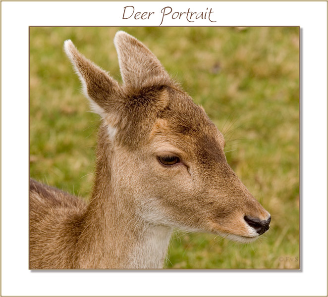 Deer Portrait (2)