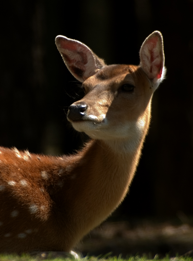 Deer Portrait