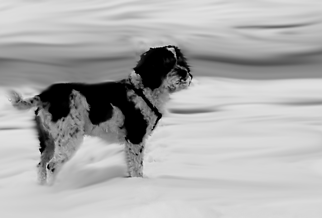 B&W Dog in the snow