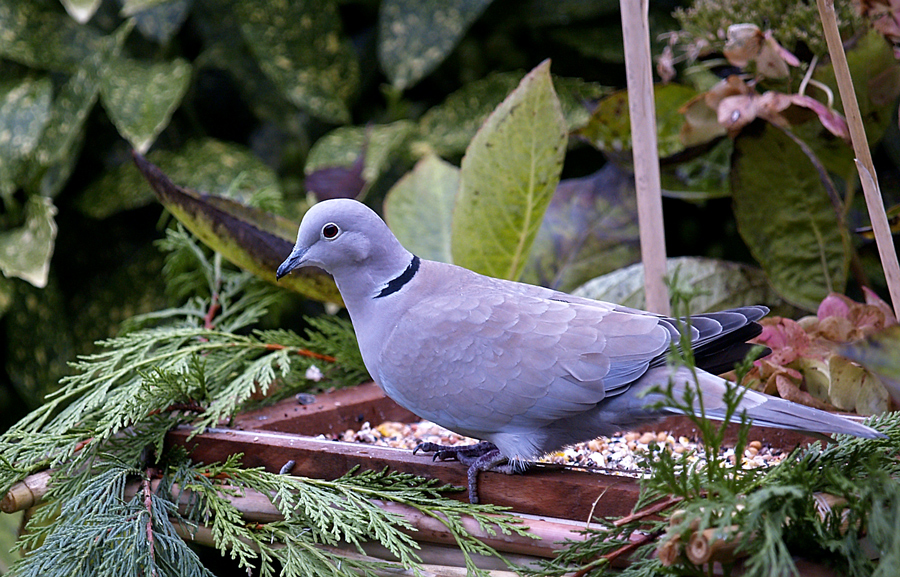 Collared Dove (Streptopelia decaocto)