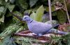 Collared Dove (Streptopelia decaocto) by Fonzy -